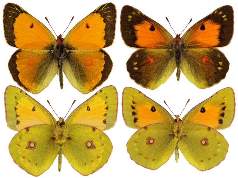  Colias thisoa thisoa Menetries, 1832. Фото: © Валентин Тихонов. Самец: 17.08.2009, Северный Кавказ, Приэльбрусье, гора Чегет, 2500 м над ур. м. Собрал В. В. Тихонов. Самка: 5.08.2009, Дагестан, Каракойсу, верховья реки Тлейсерух, 2800 м над ур. м. Собрал В. В. Тихонов. 